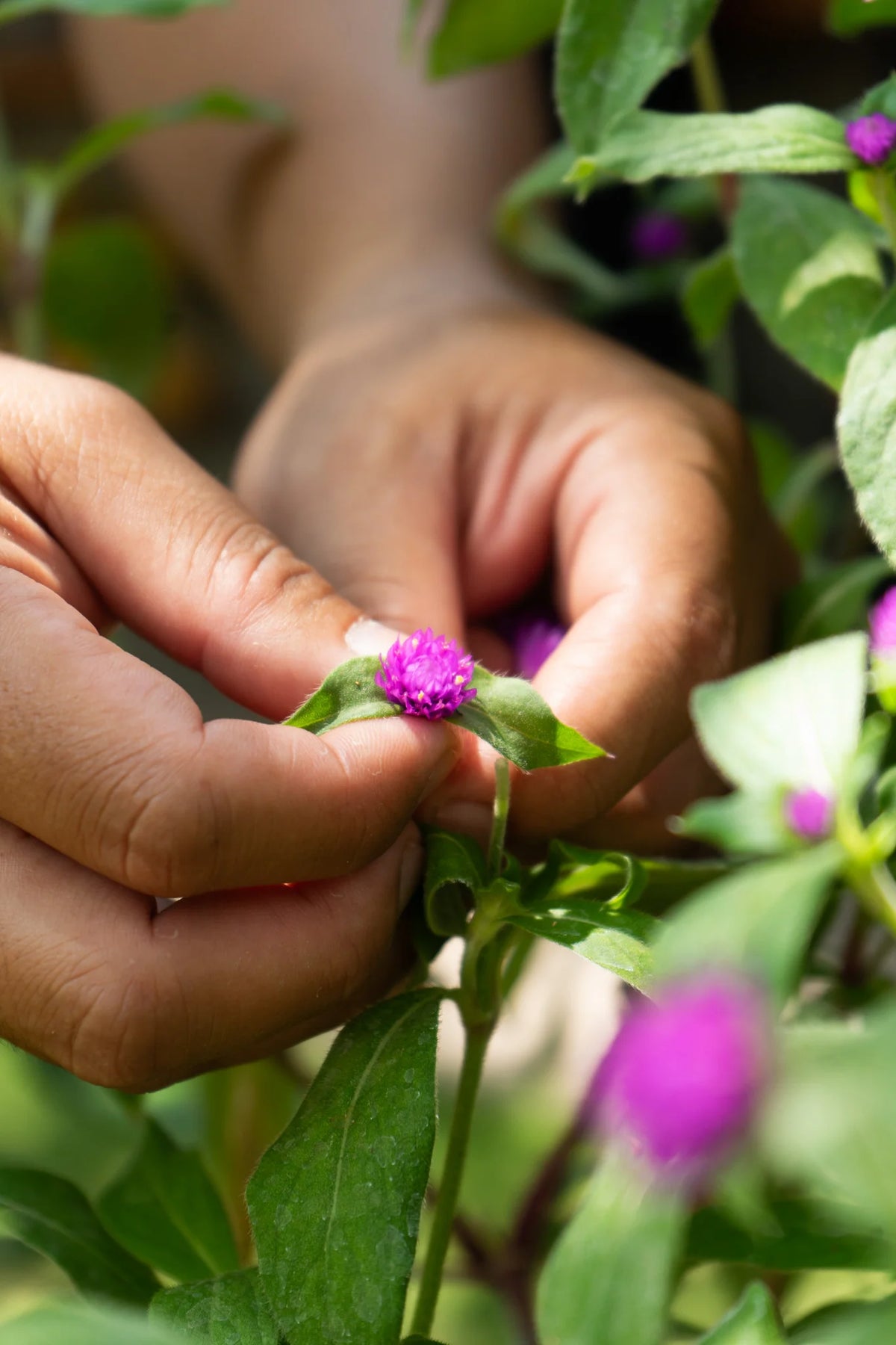 Close-up of hands holding a small purple flower amidst green leaves